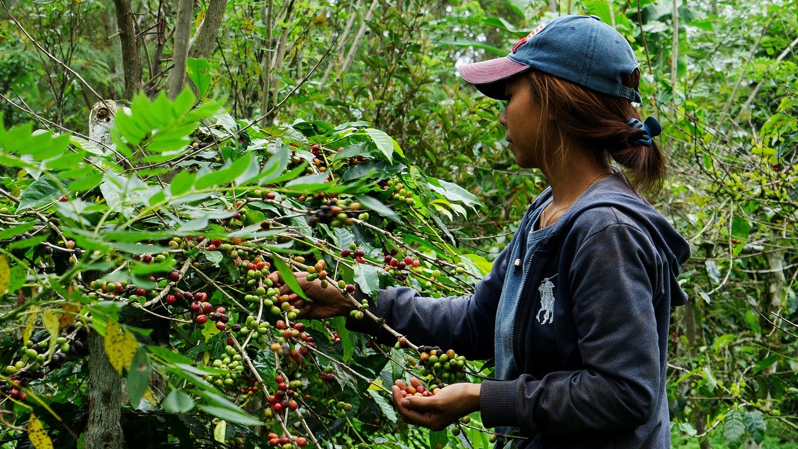 bali coffee club