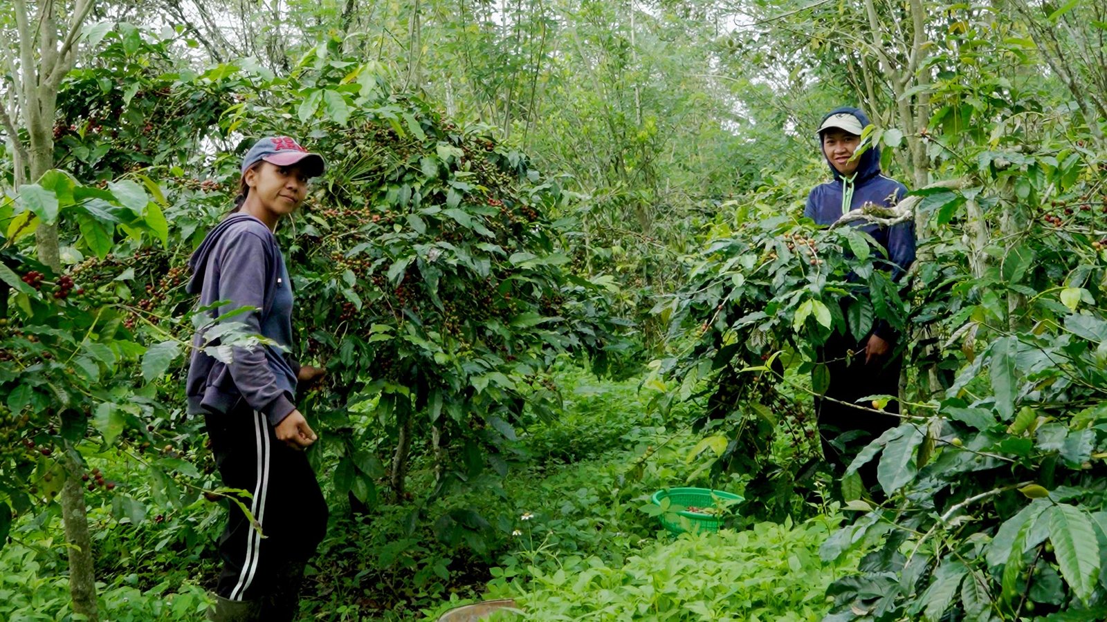 bali coffee club